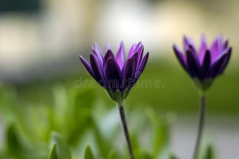 Dos púrpura flores.