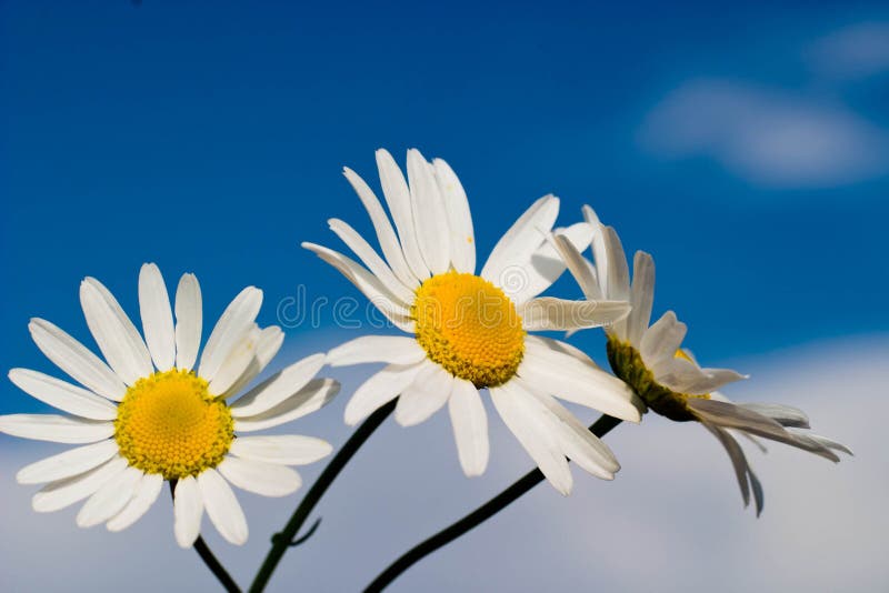 Flowers stock photography