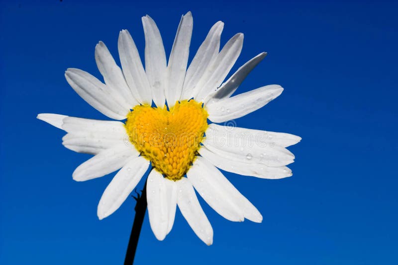 Flowers royalty free stock photo