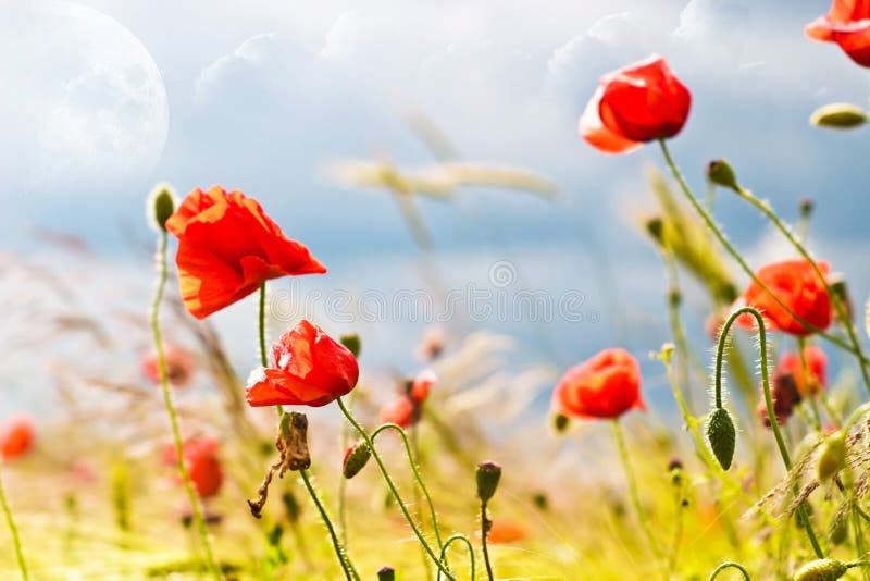 Flowers royalty free stock image