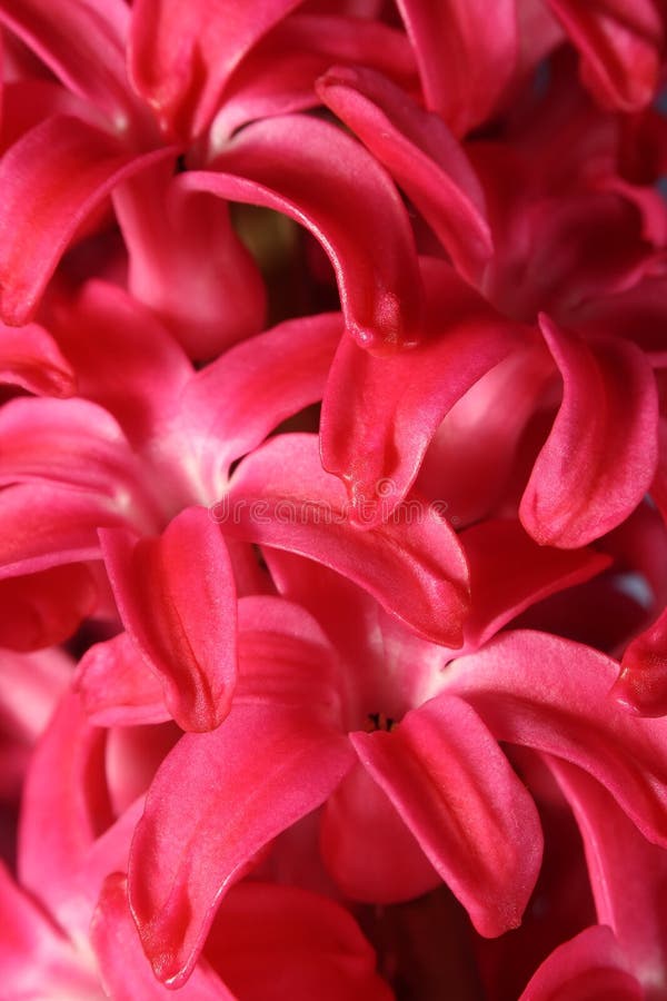 Flowers royalty free stock images