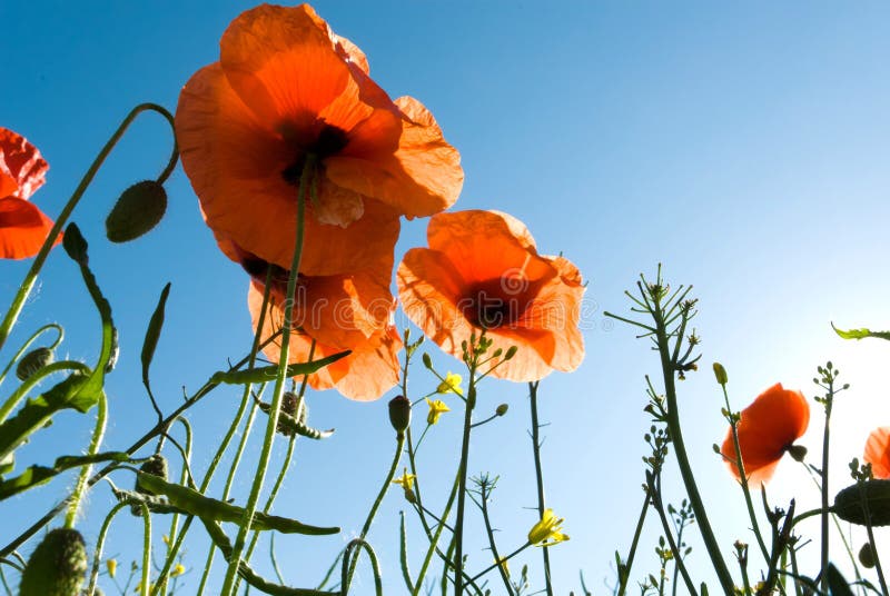 Flowers royalty free stock photo