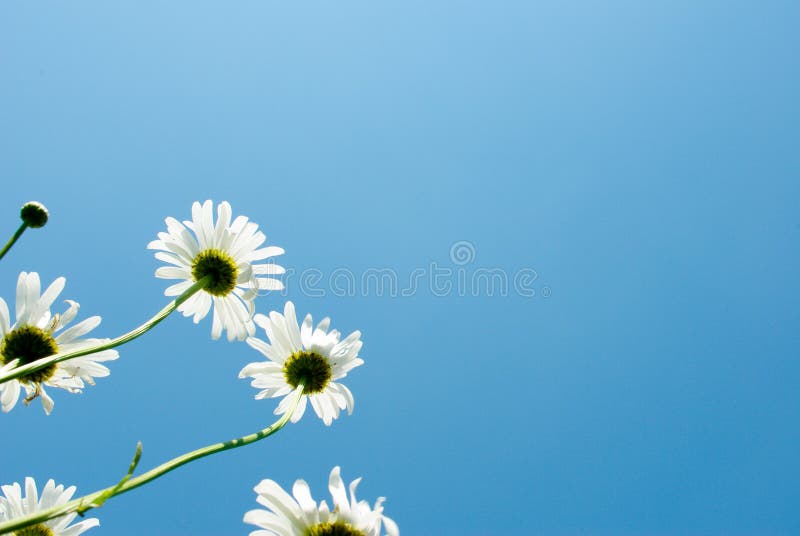 Flowers royalty free stock photos