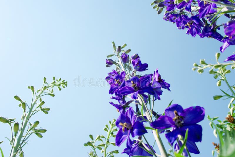 Flowers royalty free stock photos