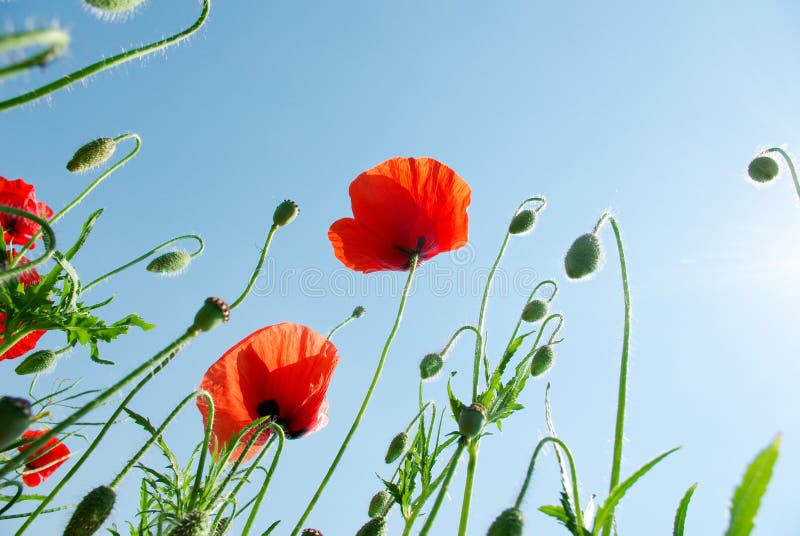 Flowers royalty free stock photography