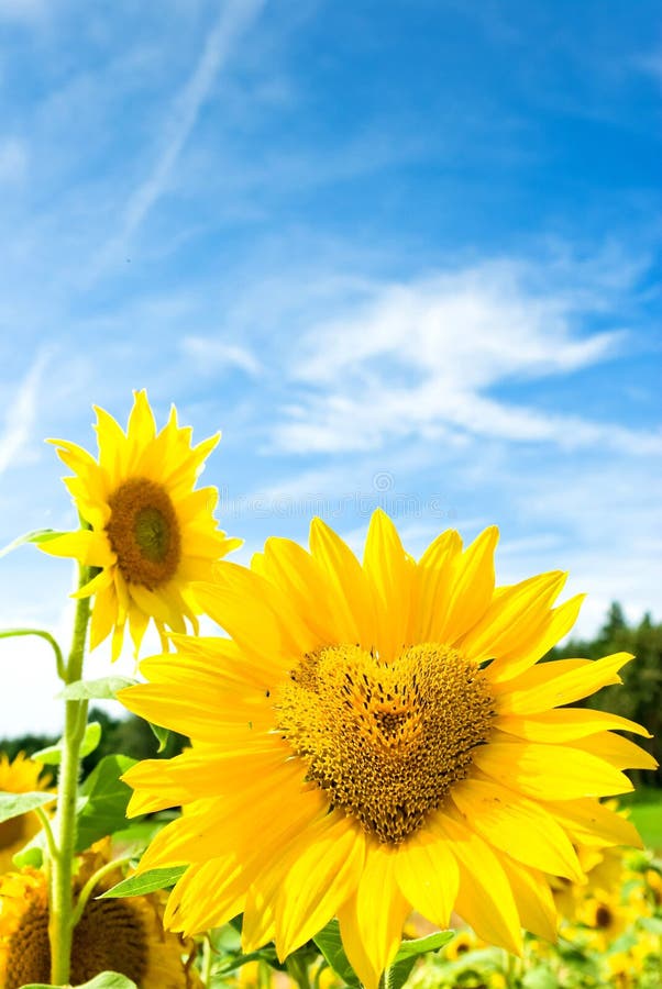 Flowers royalty free stock photography