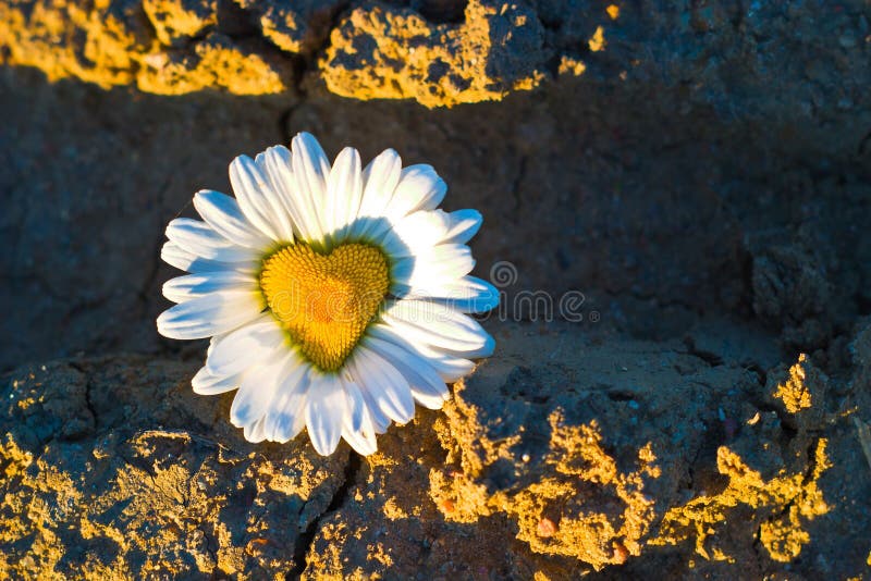 Flowers royalty free stock photos