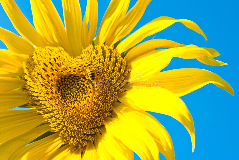 Flowers royalty free stock images