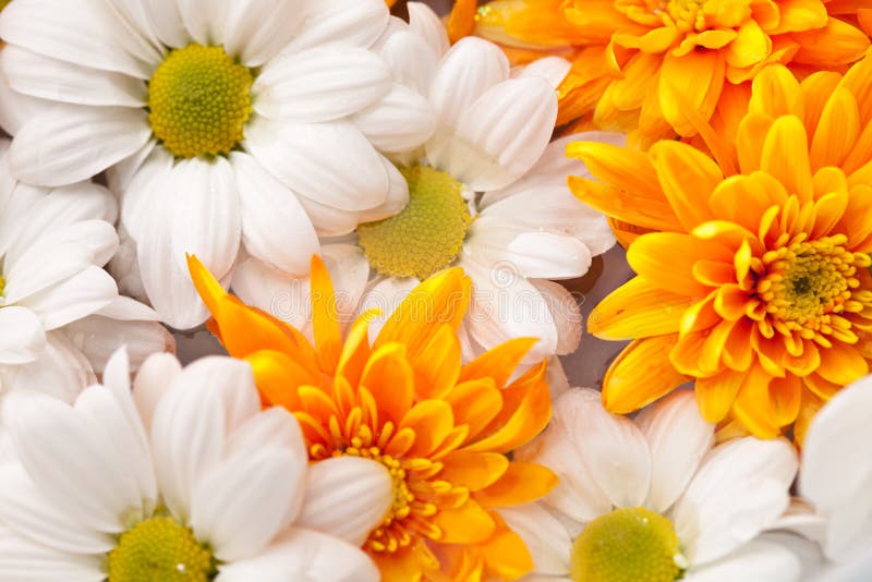 Autumn Flowers stock photo. Image of yellow, autumn, bright 22122594