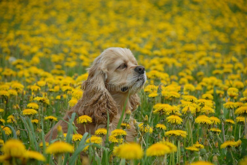 Dog in Field of Yellow Flowers