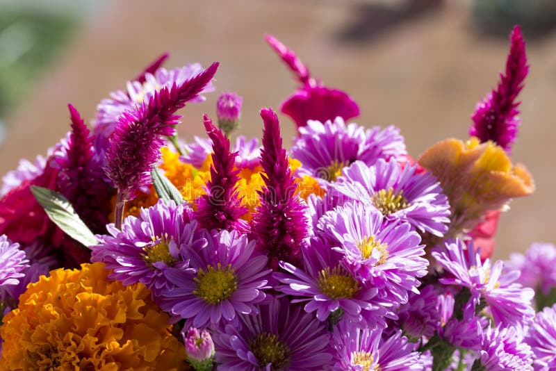 Una foto alguno otono flores.