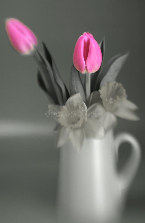 Flowers royalty free stock image