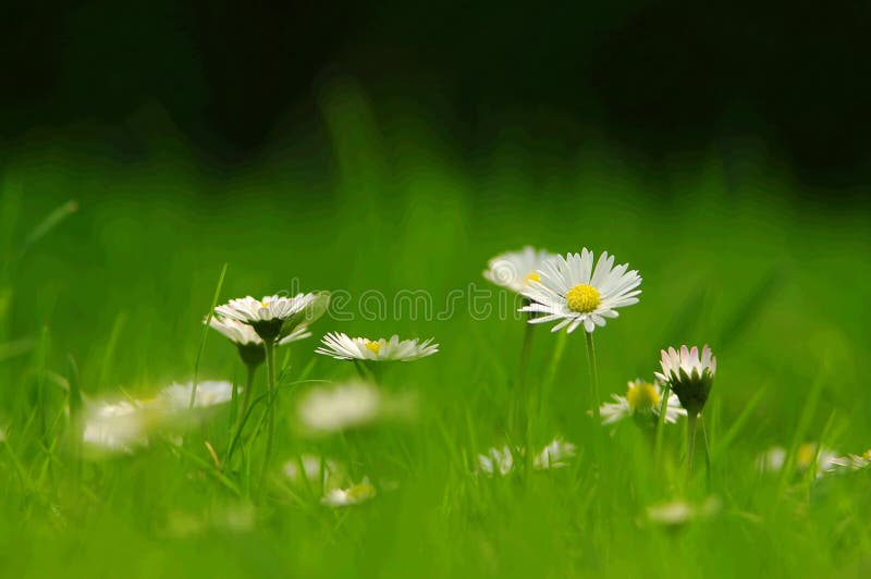 Alguno verano blanco jardín flores.