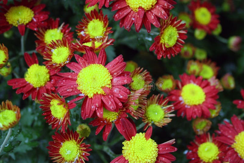 Frozen flowers background stock photo. Image of water - 28863952