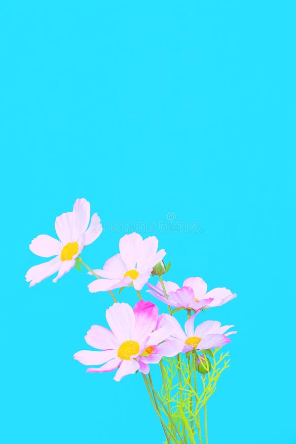 Flowers Aesthetic Wallpaper Blue Colours Trends Stock Photo Image Of Aesthetic Creative