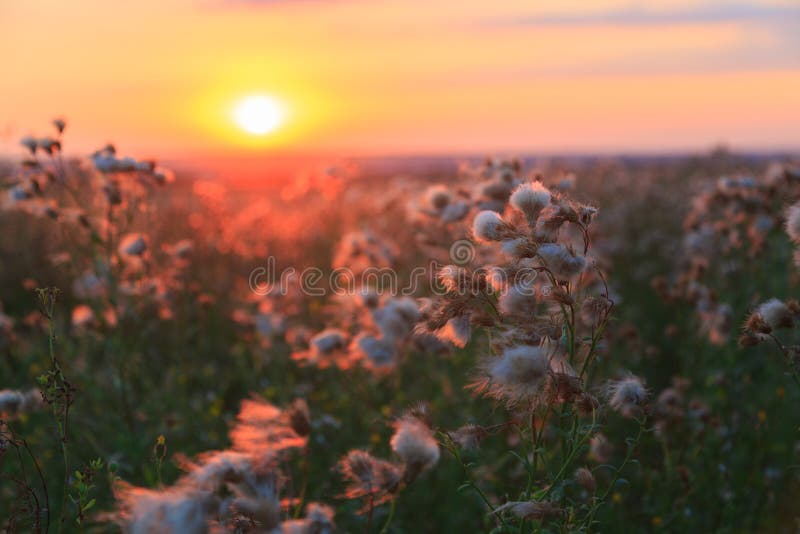 Flowers of agrimony and meadow flowers on a background of colorful sunset in the summer royalty free stock photo Flowers of agrimony and meadow flowers on a background of colorful sunset in the summer royalty free stock photo