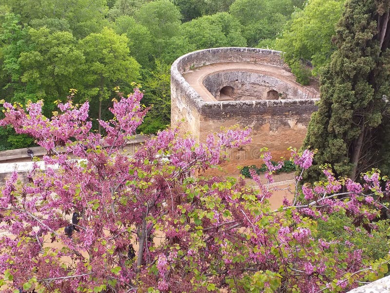 The flowers of Alhambra stock image. Image of nature 56117447