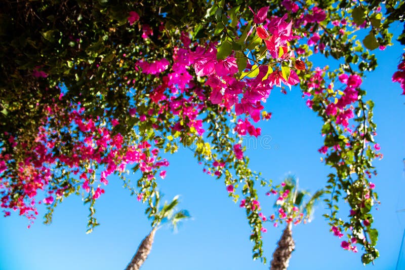 Flowers in Alicante, Spain stock image. Image of bloom 201612173