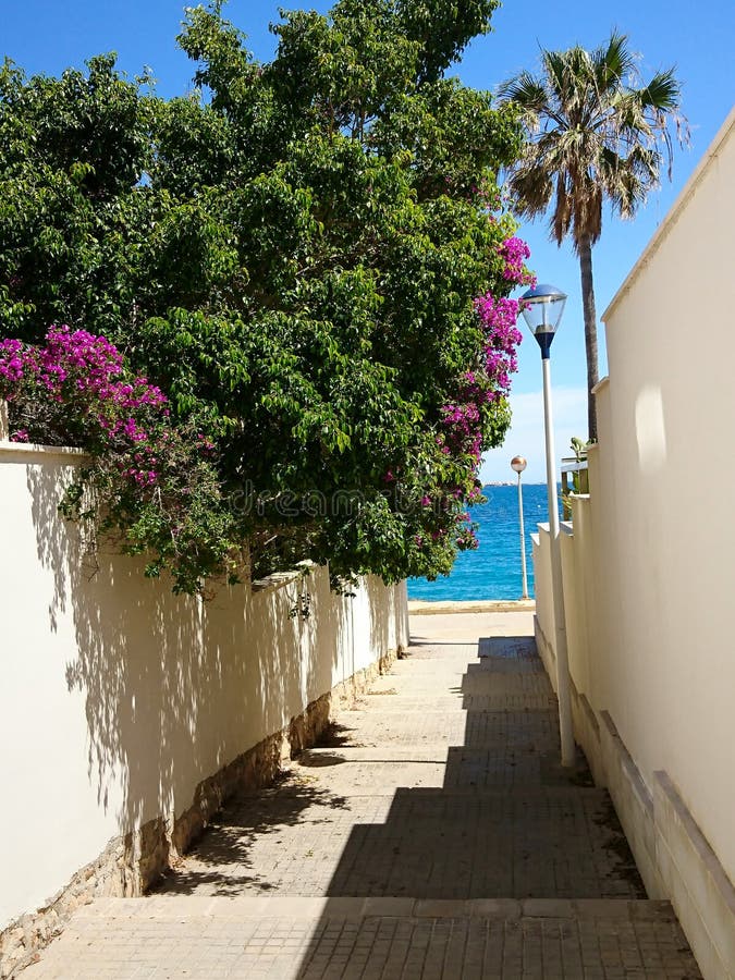 Flowers in the alley. stock image. Image of spring, village 216988599