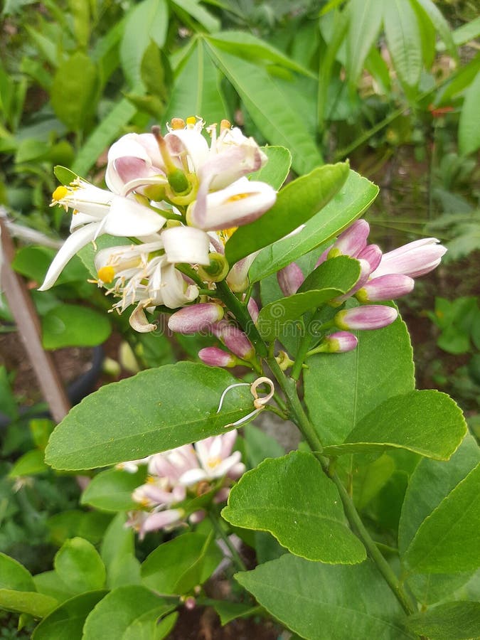 Flowers are Also Living Things Stock Image Image of produce, flower