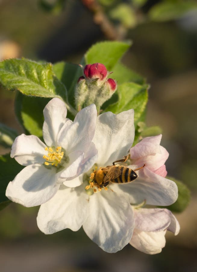 Flowers of Apple Tree Fuji and Bee in the Sun in the Spring Stock Image Image of blackthorn