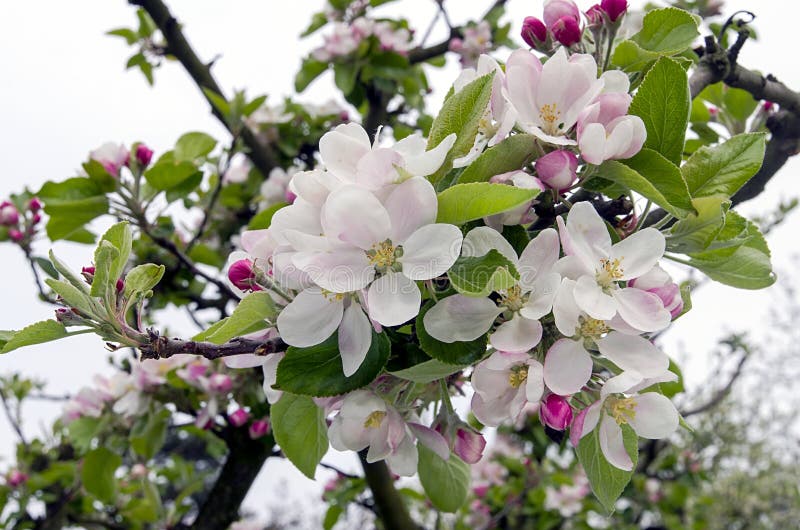 Red apples in apple tree stock image. Image of blossom - 33460913