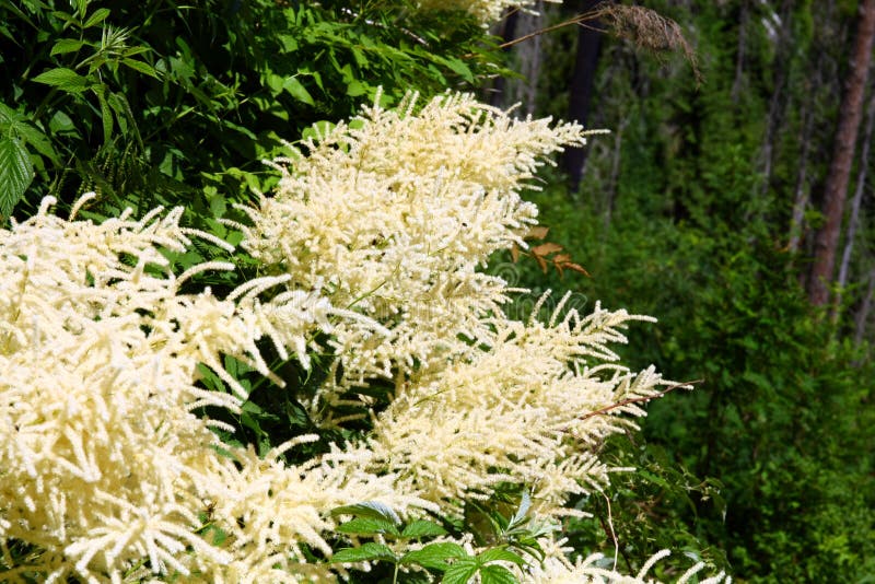 Flowers Aruncus dioicus