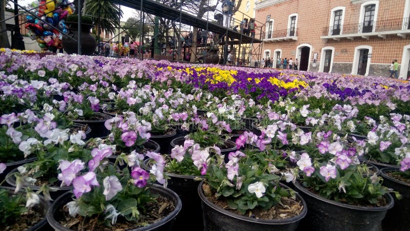 Flowers in Atlixco Downtown Editorial Photography - Image of atlixco