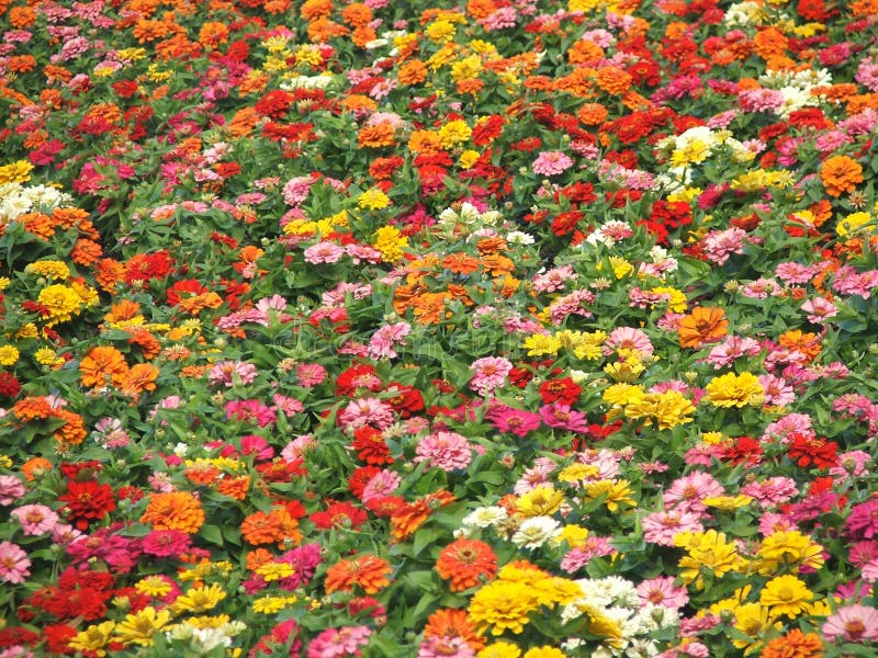 Flowers autumn colours stock photo. Image of garden, colours 169214