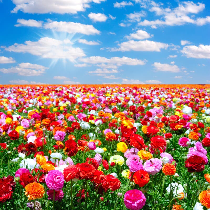 Flowers background