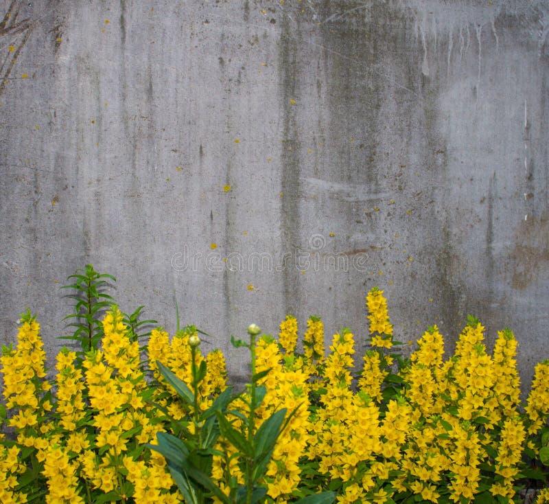 Flowers on a Background of Concrete Wall for Background. Background ...