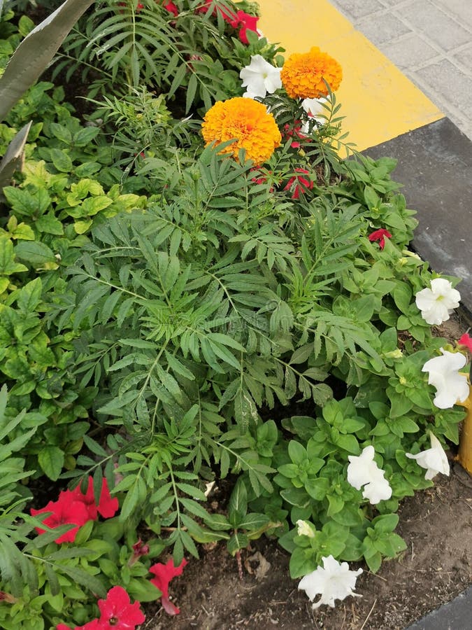 Flowers in Bahrain stock photo. Image of flowers, green 174786312