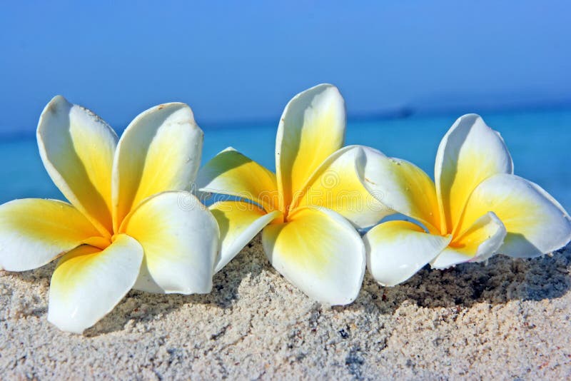 Flowers on the beach