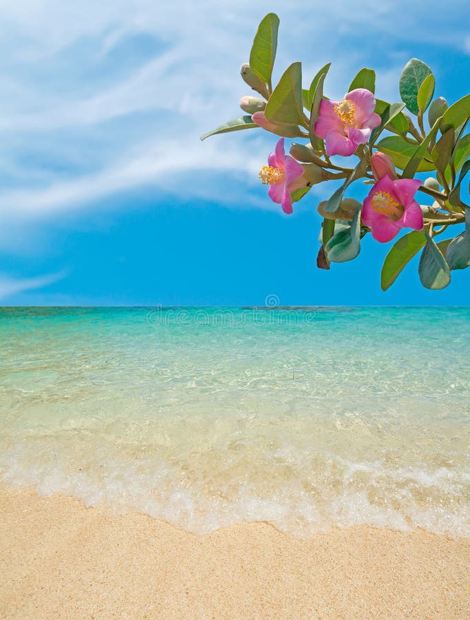 Flowers by the beach stock image. Image of nature, clear 43027001