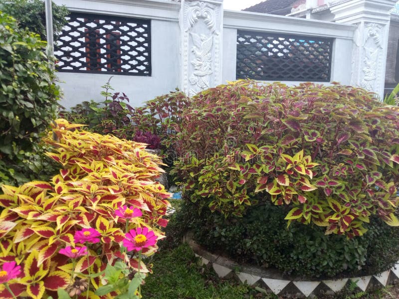 A stunning flower blooms gracefully in the yard, its vibrant colors and elegant shape standing out against the greenery. Nature's delicate masterpiece, glowing with life and beauty. Out line drawing tree stock images, royalty-free photos and pictures