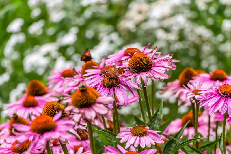 Flowers, bees and butterflies, Prague