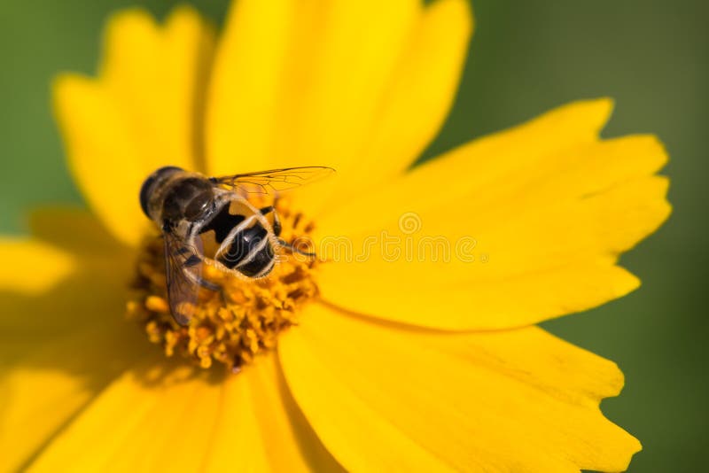 Flowers and the bees