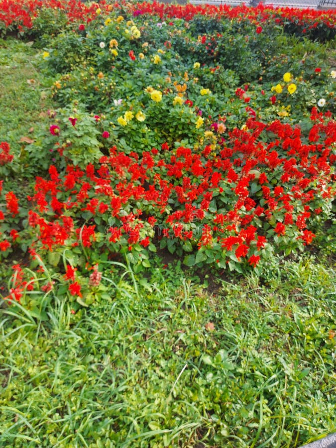 Flowers in Belgrade stock photo. Image of leaf, flowers 233409908