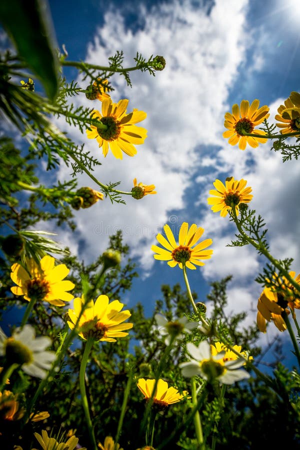 Flowers from Below stock image. Image of background, beautiful 56073673