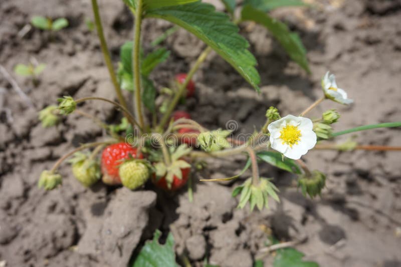 Flowers and Berries of a Strawberry on a Bed Stock Image Image of