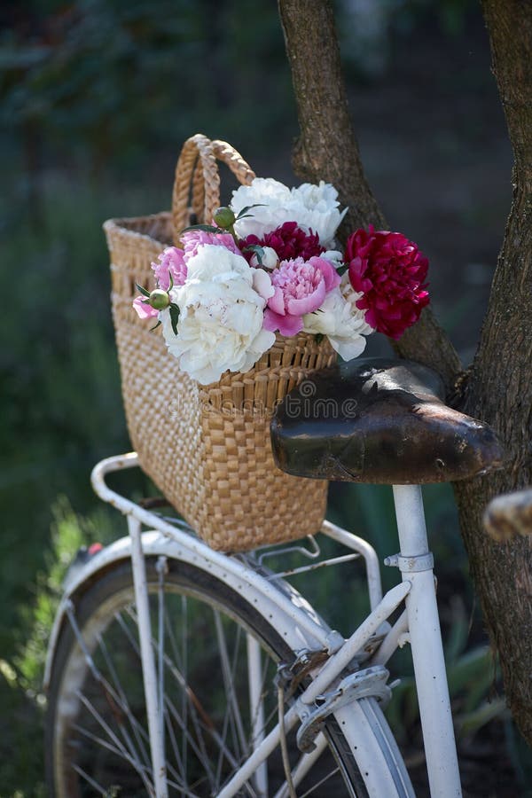 Flowers in bicycle basket stock image. Image of foliage 34535633
