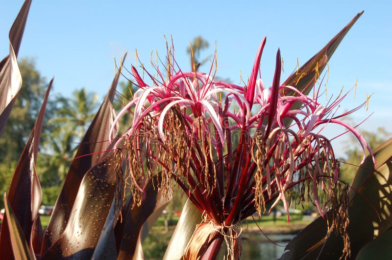 Flowers on Big Island, Hawaii