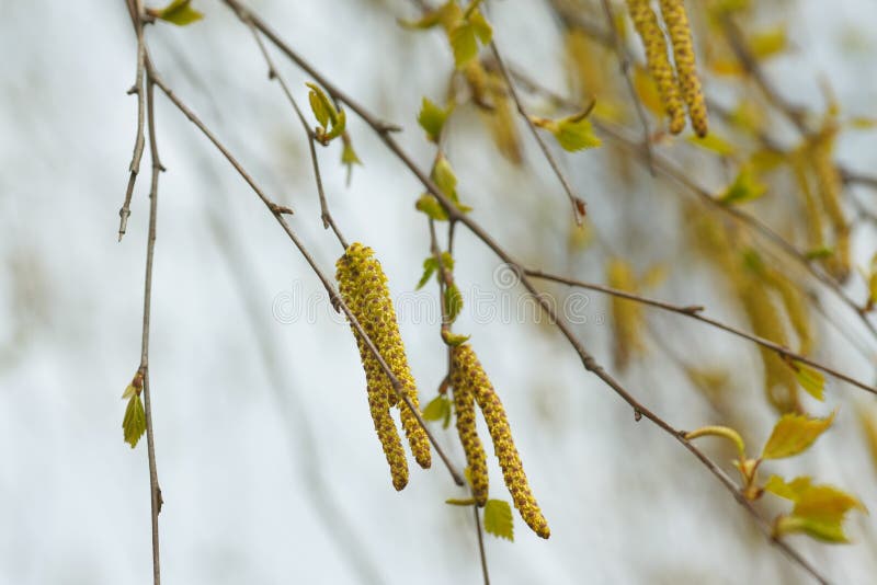 Birch tree flowers stock photo. Image of blue, willow 40121826