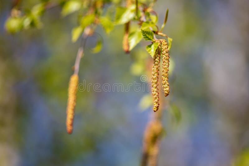 Flowers on a Birch Tree in the Spring Stock Image Image of detail