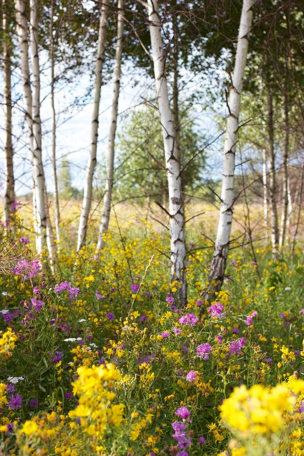 Flowers in birch trees stock photo. Image of foliage 58879950