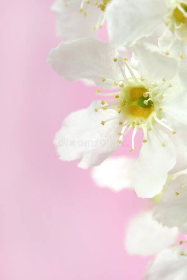 Flowers of bird cherry tree