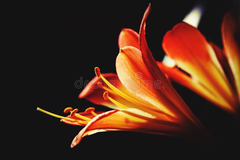 Flowers stock image. Image of flowers, summer, flower 85937133