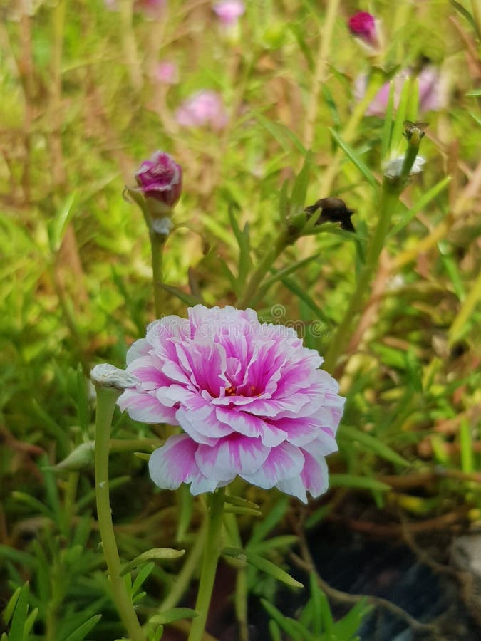 Flowers Bloom on a Beautiful Morning in the Office Yard Stock Photo