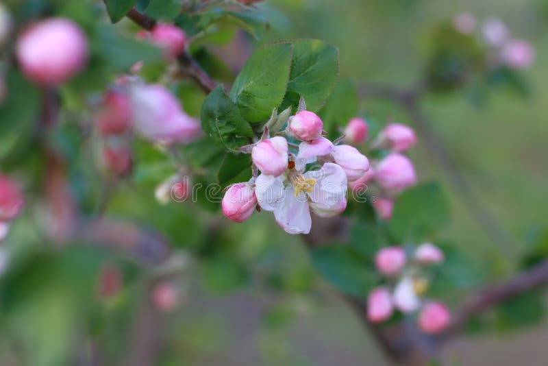 Flowers Bloom in the Early Sunny Morning in Spring Stock Image Image of flower, extract 180415775