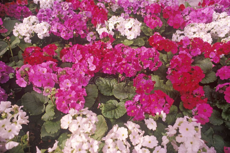 Flowers in Bloom, Garden, Laguna, CA Stock Image Image of plants